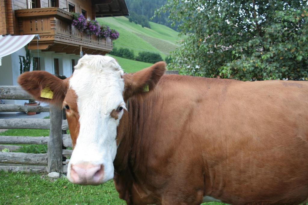 Garni Biancaneve Ruffrè-Mendola Esterno foto
